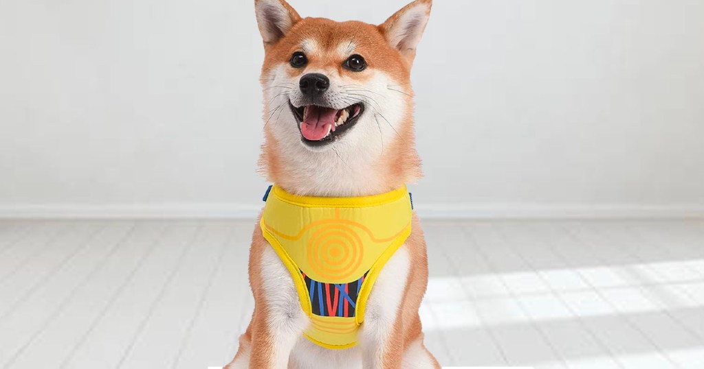white and brown dog wearing yellow star wars harness