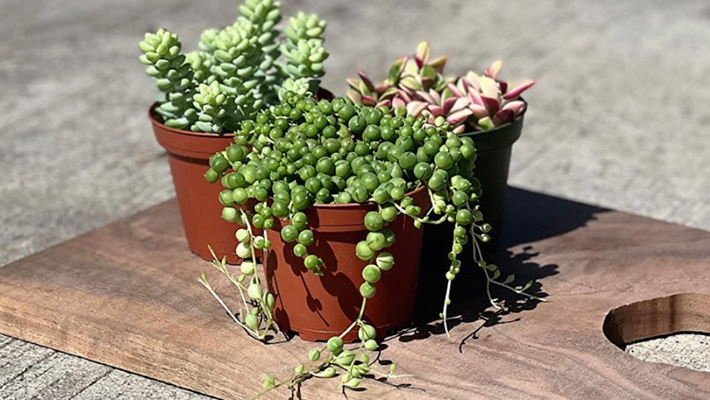 various types of succulents on wood cutting board - best place to buy plants online