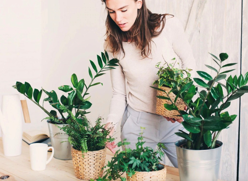 woman picking up various types of green plants in natural woven planters