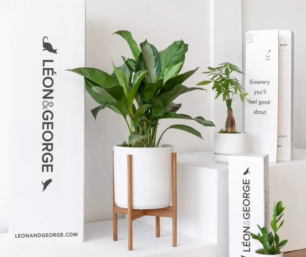 large plant in white planter with wood stand with leon and george boxes
