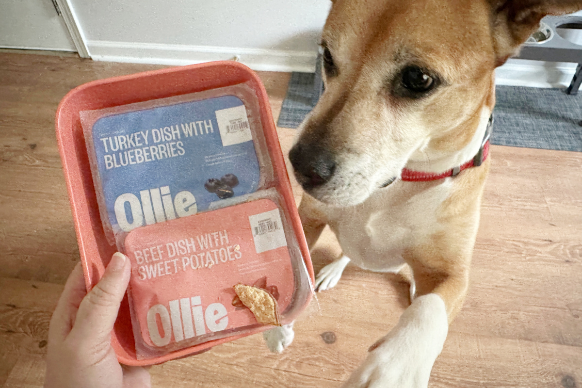 Ollie Fresh Dog Food from $1.20 Per Meal Delivered + FREE Welcome Kit!