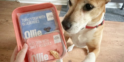 50% Off Ollie Fresh Dog Food + FREE Gifts (REAL Food for Your Pup for Just $3 Per Day!)