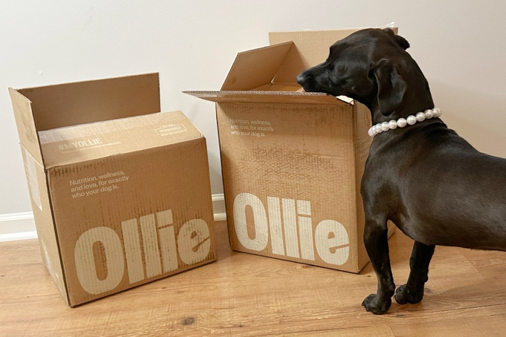 black dog next to two ollie delivery boxes
