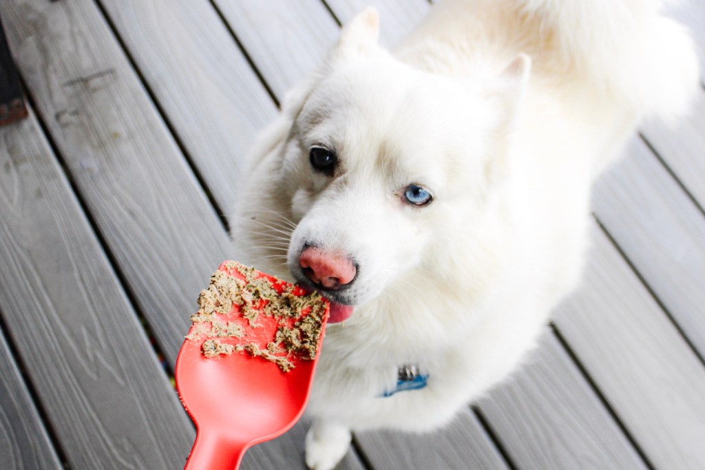 white dog licking dog food off orange spoon