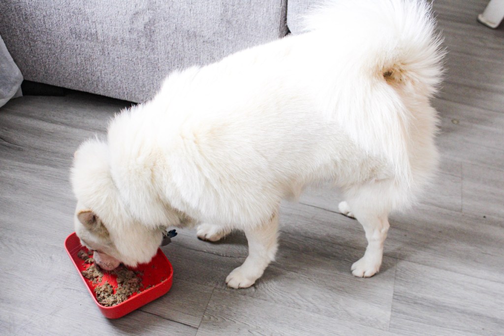 white dog eating fresh dog food