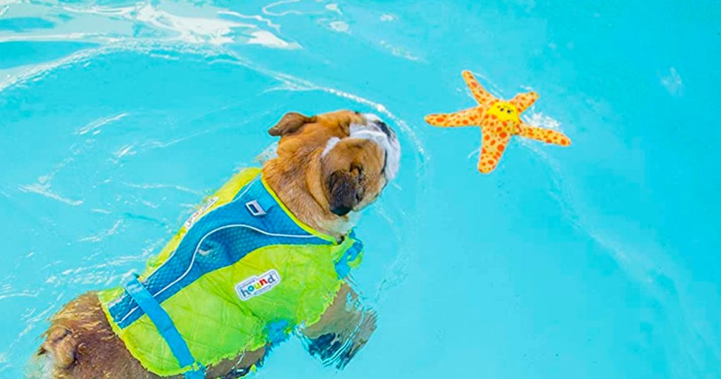 dog swimming towards yellow starfish toy floating in pool