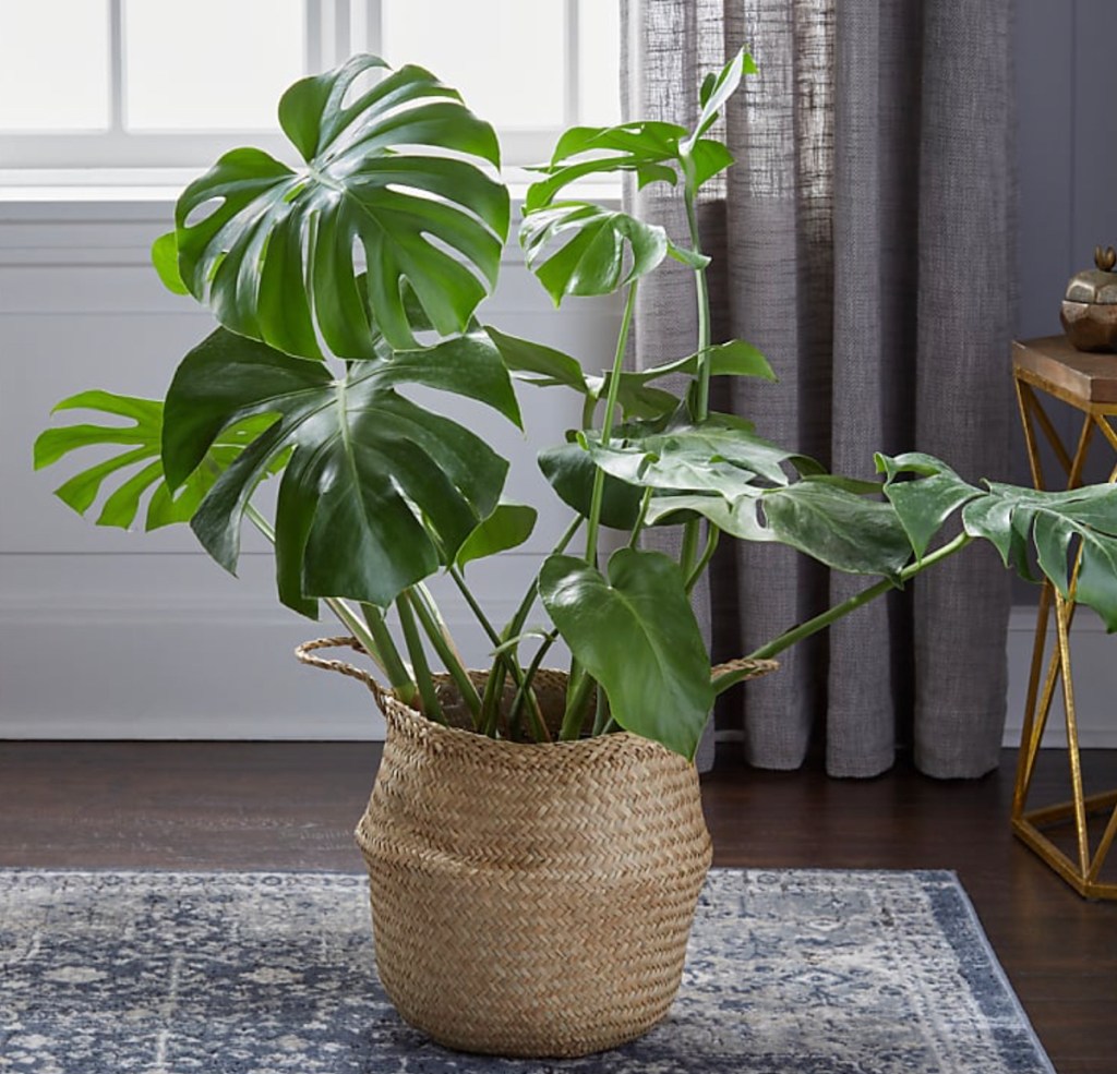 monstera plant in woven basket on area rug
