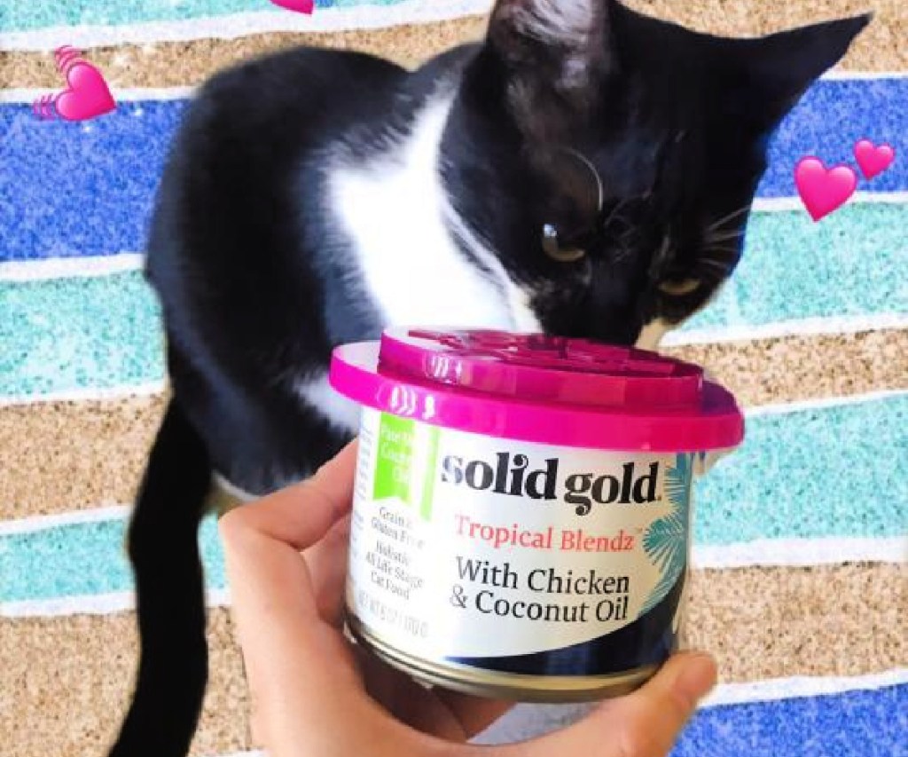 cat smelling a solid gold wet cat food can