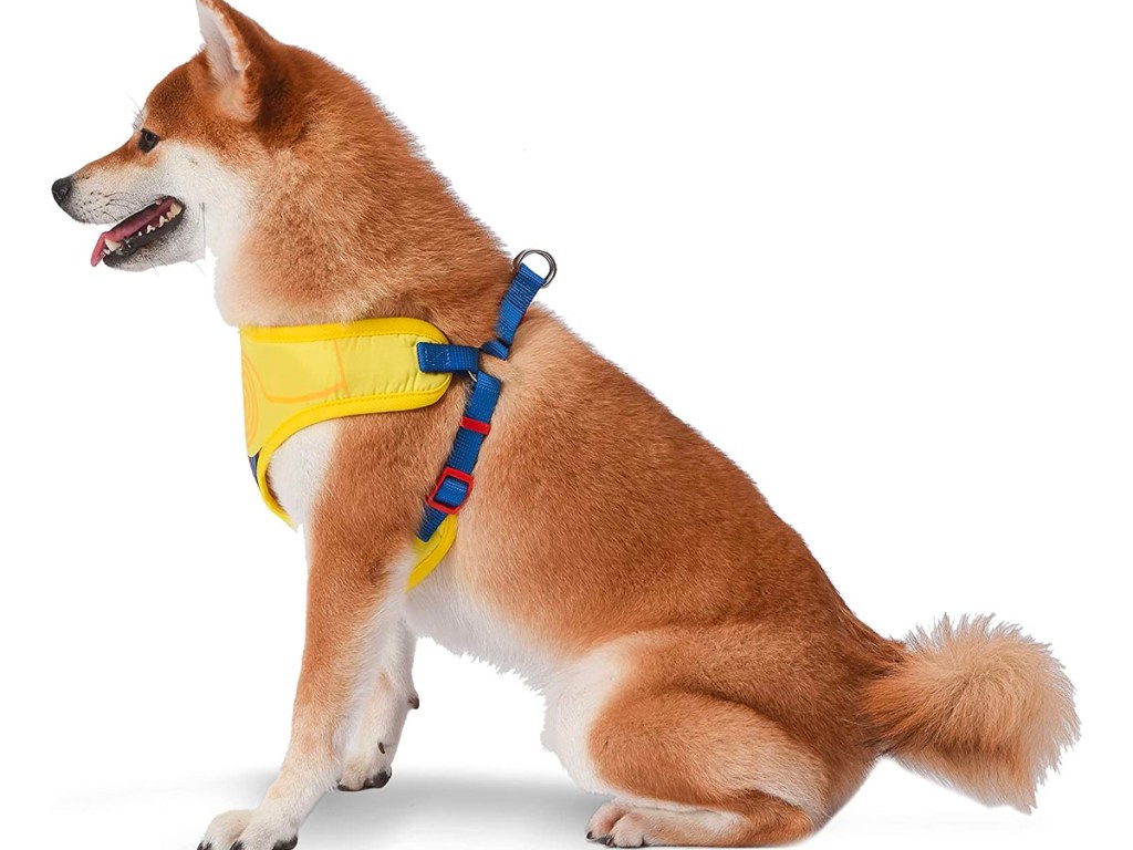 white and brown dog wearing yellow star wars harness