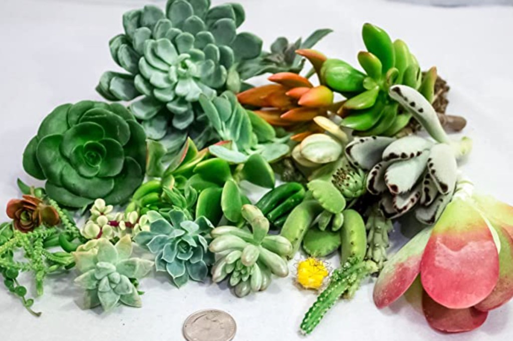 various colorful green succulent cuttings on white table with quarter - best place to buy plants online