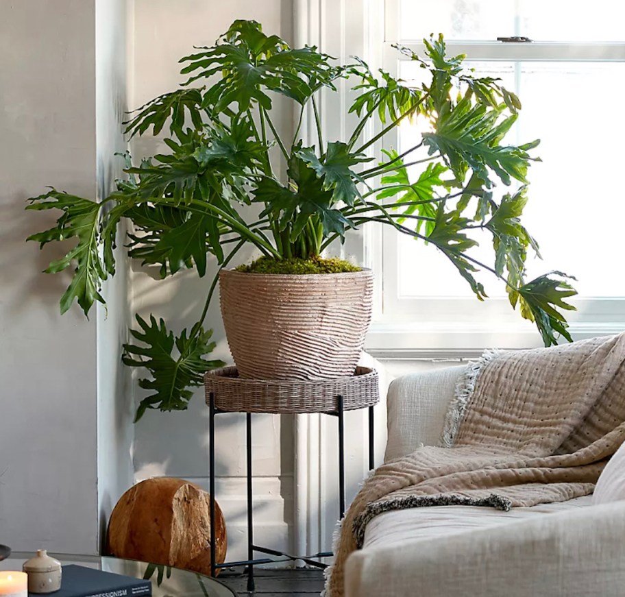 large potted plant on side table in front of window