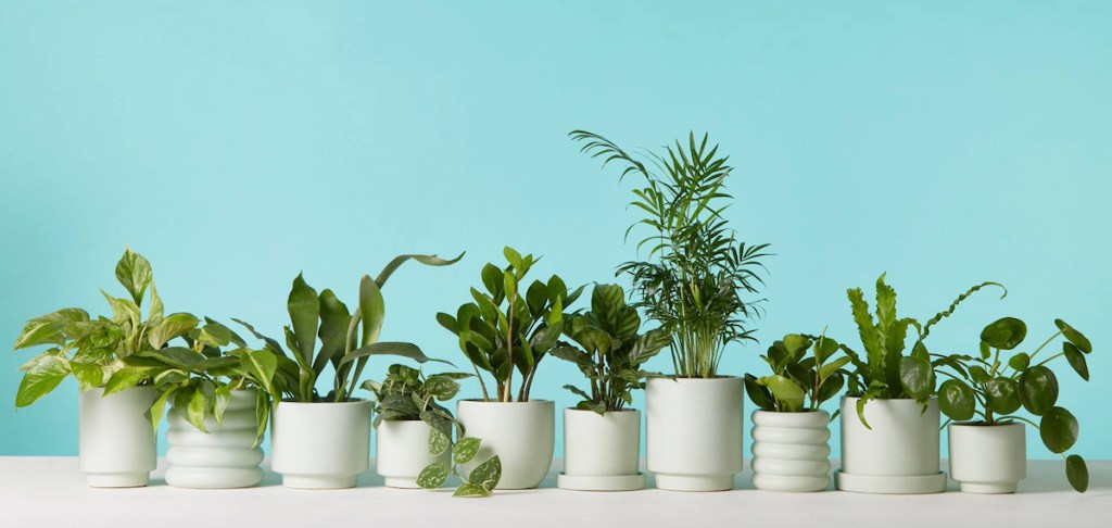 row of green plants in white modern planters with blue background
