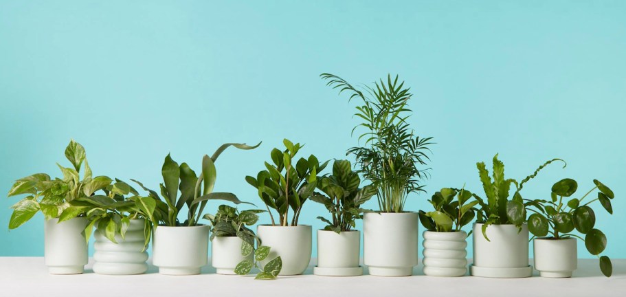 We Found the Best Places to Buy Plants Online | Hip2Save