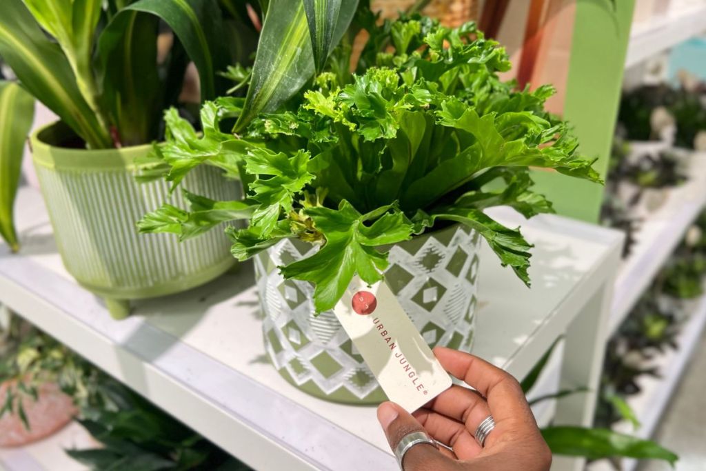 Trixie Fishtail Fern in white decorative pot on shelf at Target
