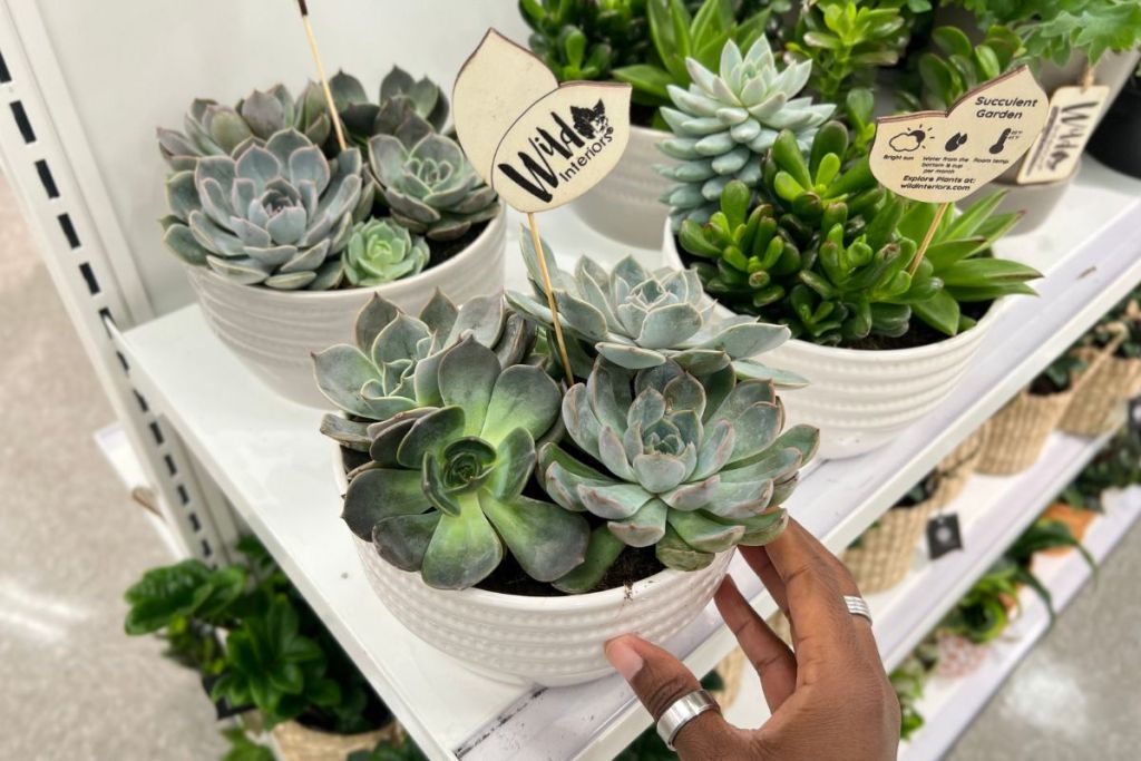 Mixed Succulents in wide base Pots at Target