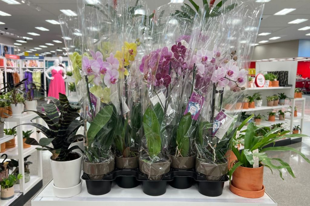 Assorted Orchids on sale at Target 