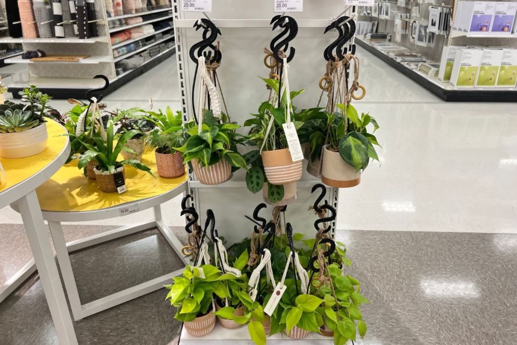 Assorted Hanging Potted Plants at Target