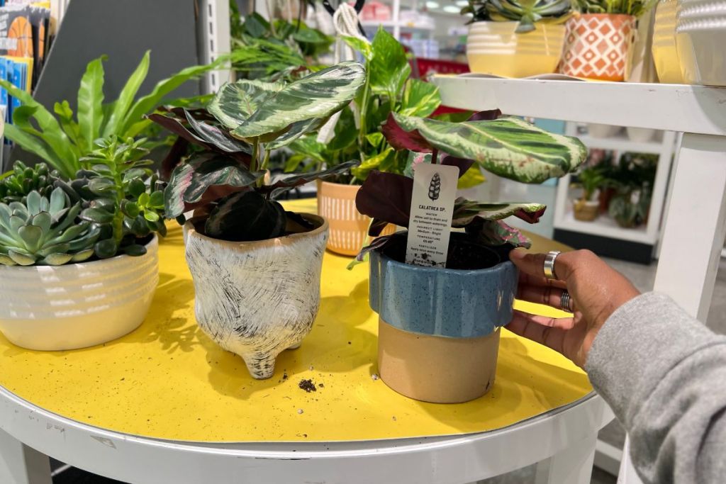 Assorted Calethea Potted Plants & other Greenery Plants at Target 