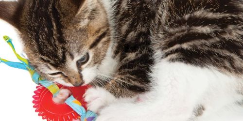 60% Off Kitty Chew Wheel Catnip Cat Toy on Amazon | Great For Cat’s Teeth!