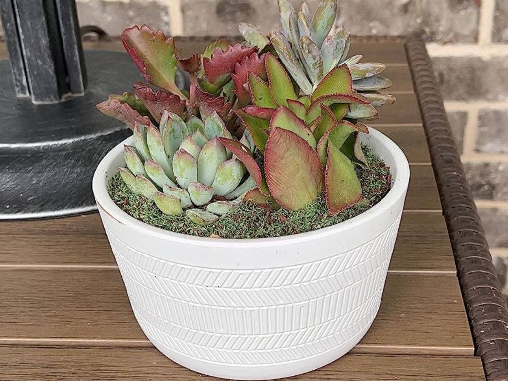 Succuclent Garden in a white ceramic pot