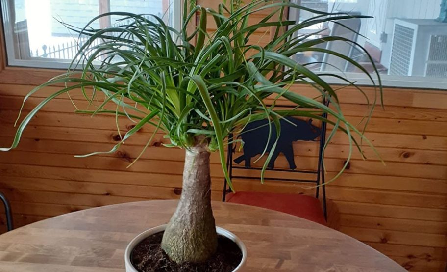 Costa Farms ponytail Bonsai tree on a table