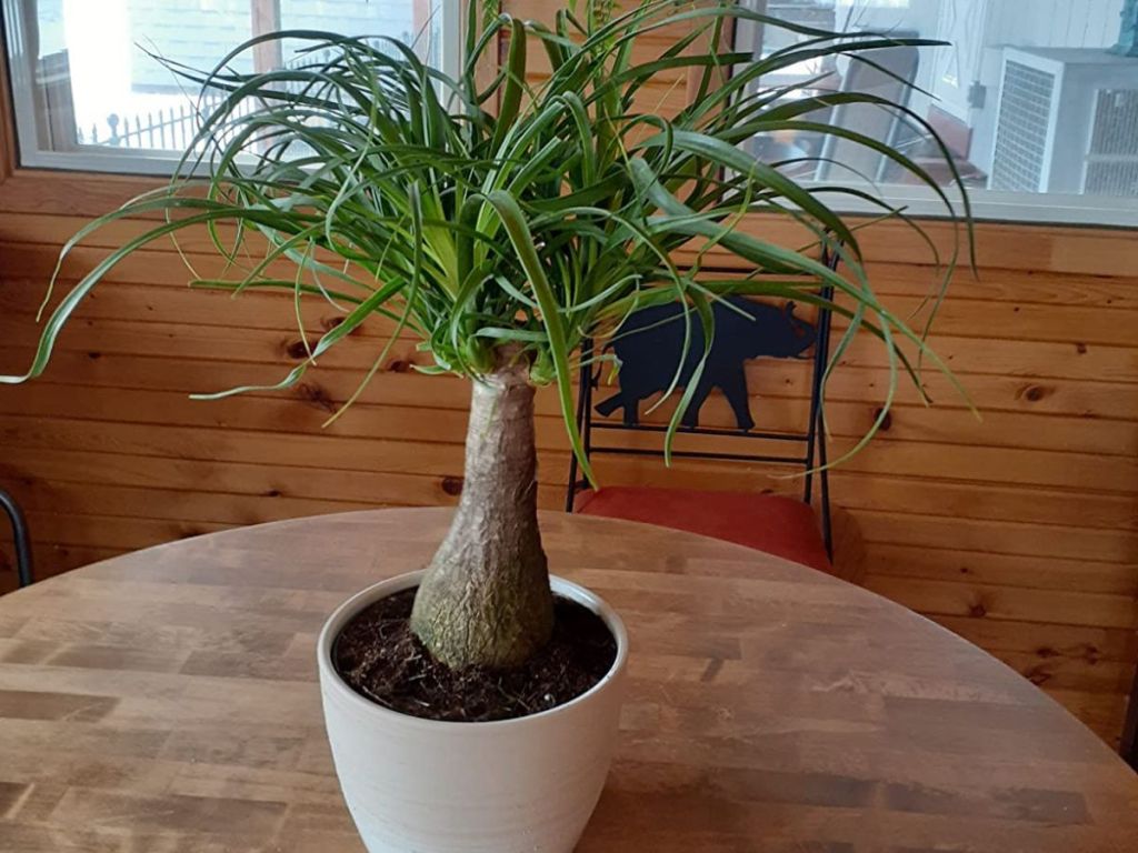 Costa Farms ponytail Bonsai tree on a table