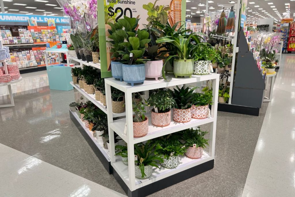 Indoor potted and hanging plants on display at Target