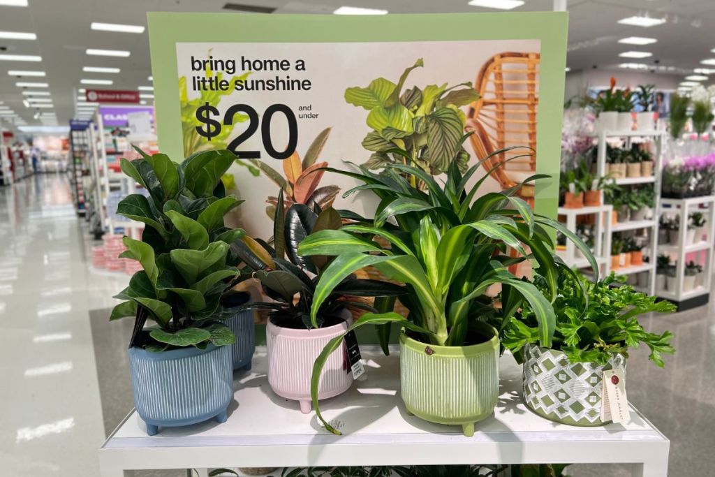Florescence Assorted Greenery Plants in Multiple Color/Style Pots on shelf at Target