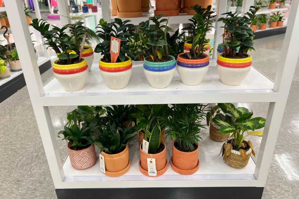 Assorted Greenery in Multicolor and Terra Cotta Plants at Target