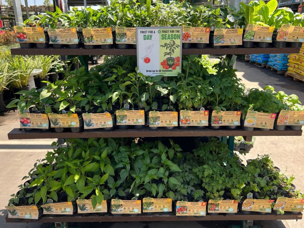 Display of Bonnie Vegetable and Herb Plants