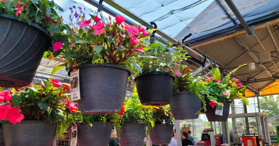 potted plants hanging from greenhouse
