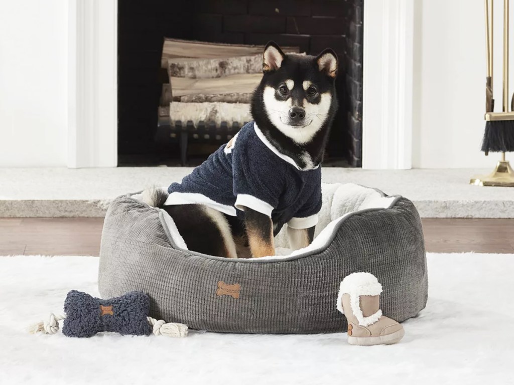 husky puppy wearing a dog shirt sitting in a round dog bed