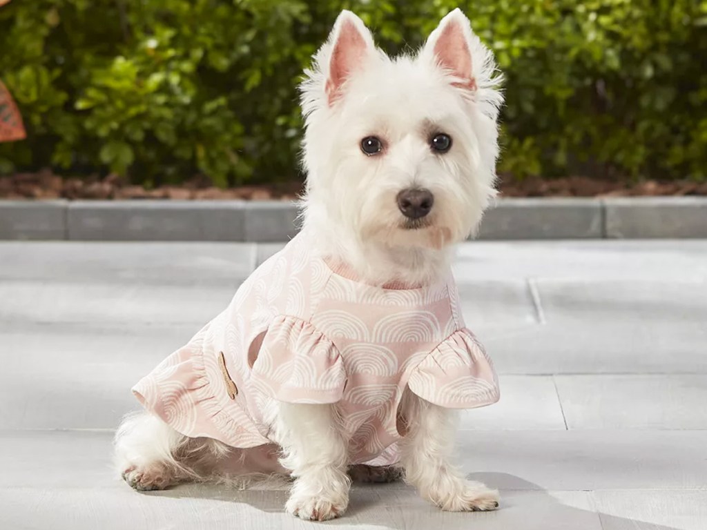 white dog in a light pink dress