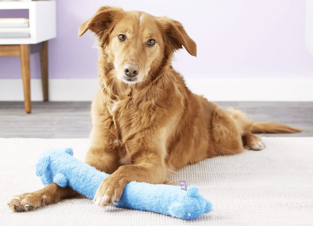 dog laying on floor with blue toy