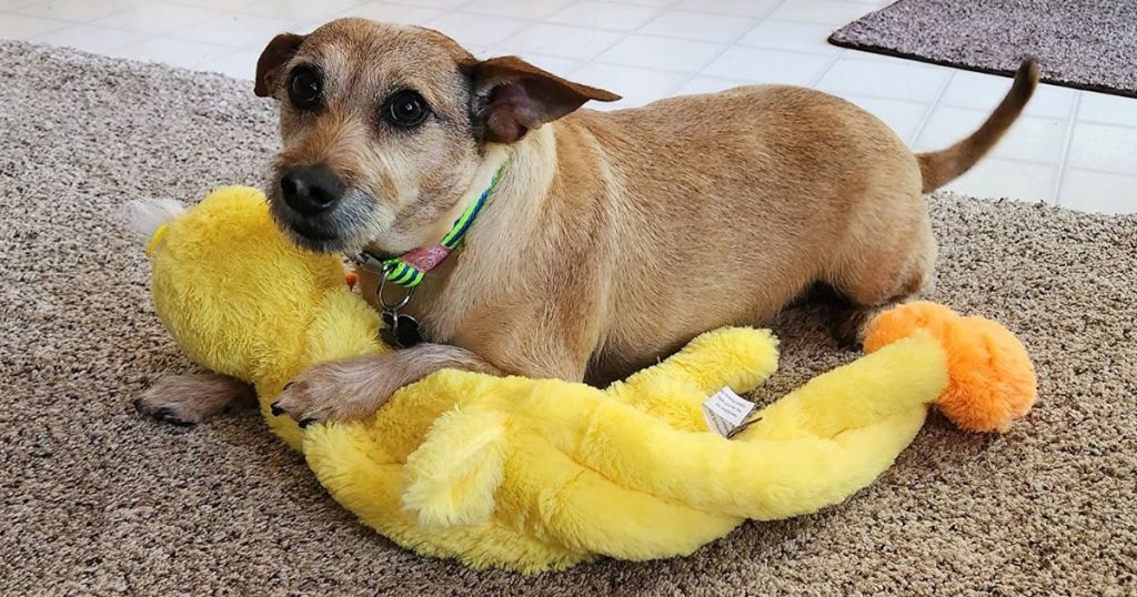 Dog playing with a long stuffed duck toy