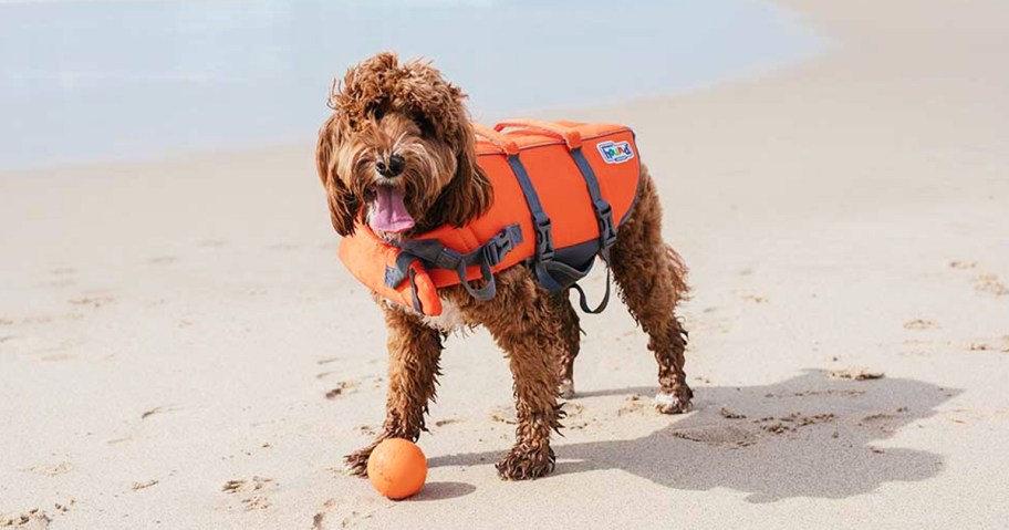 doodle wearing an orange life jacket at beach