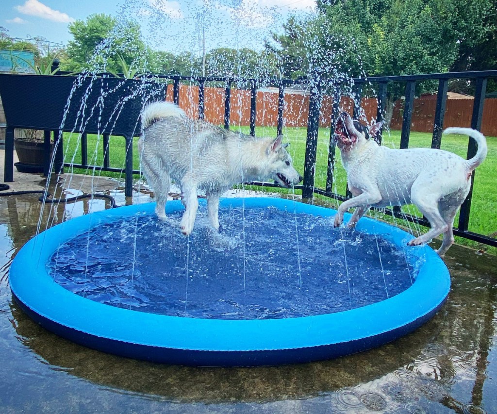 two dogs playing in their PetEast splash sprinkler pad for dogs