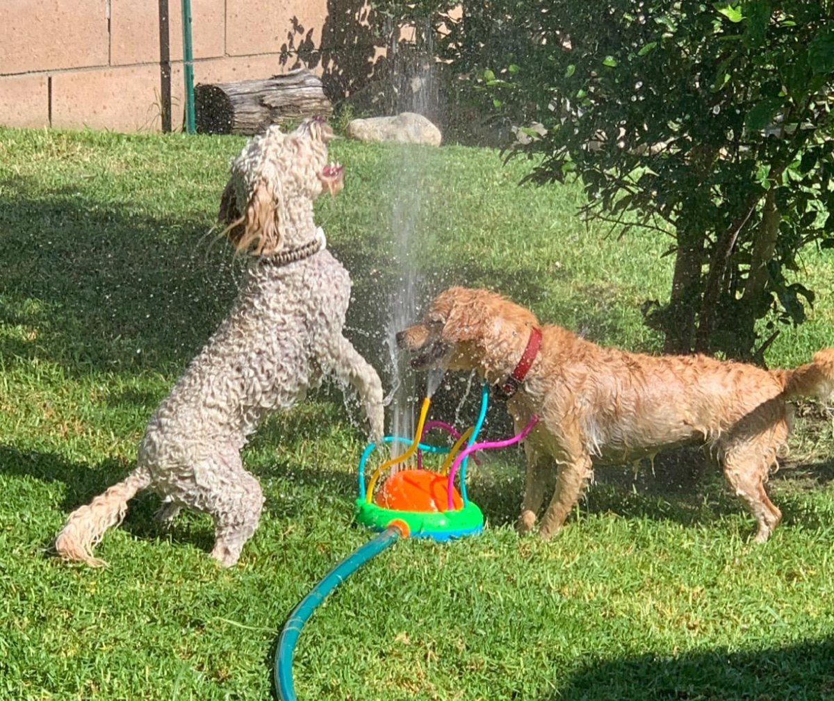 two dogs playing with the hydro swirl spinning sprinkler