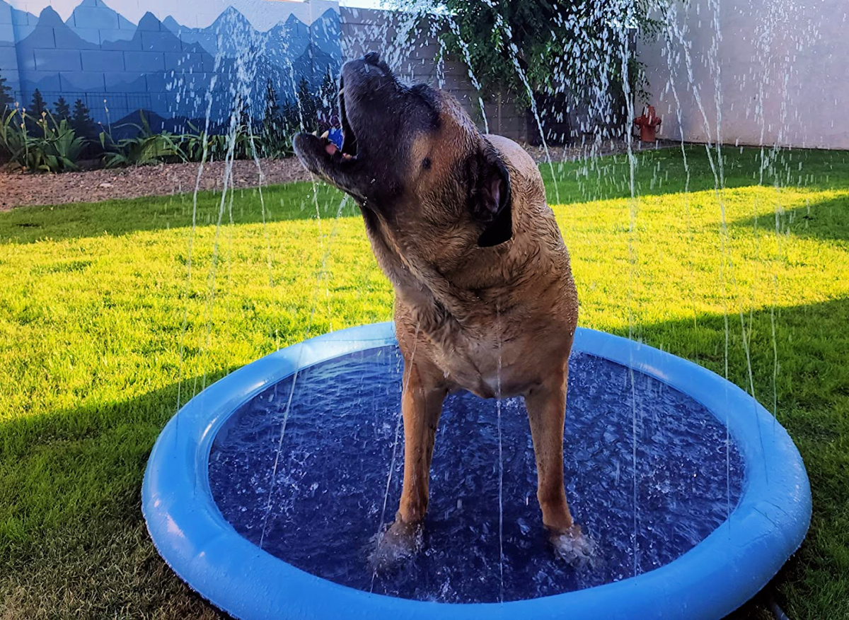 a dog enjoying cooling off on the VISTOP Splash pad for dogs