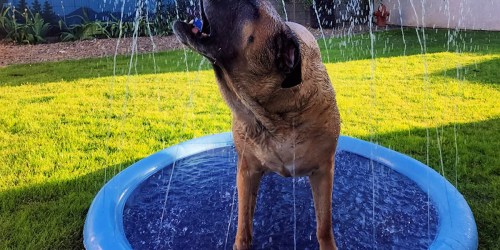Beat the Heat With a Dog Splash Pad (Our Top 3 Picks + Other Cooling Alternatives)