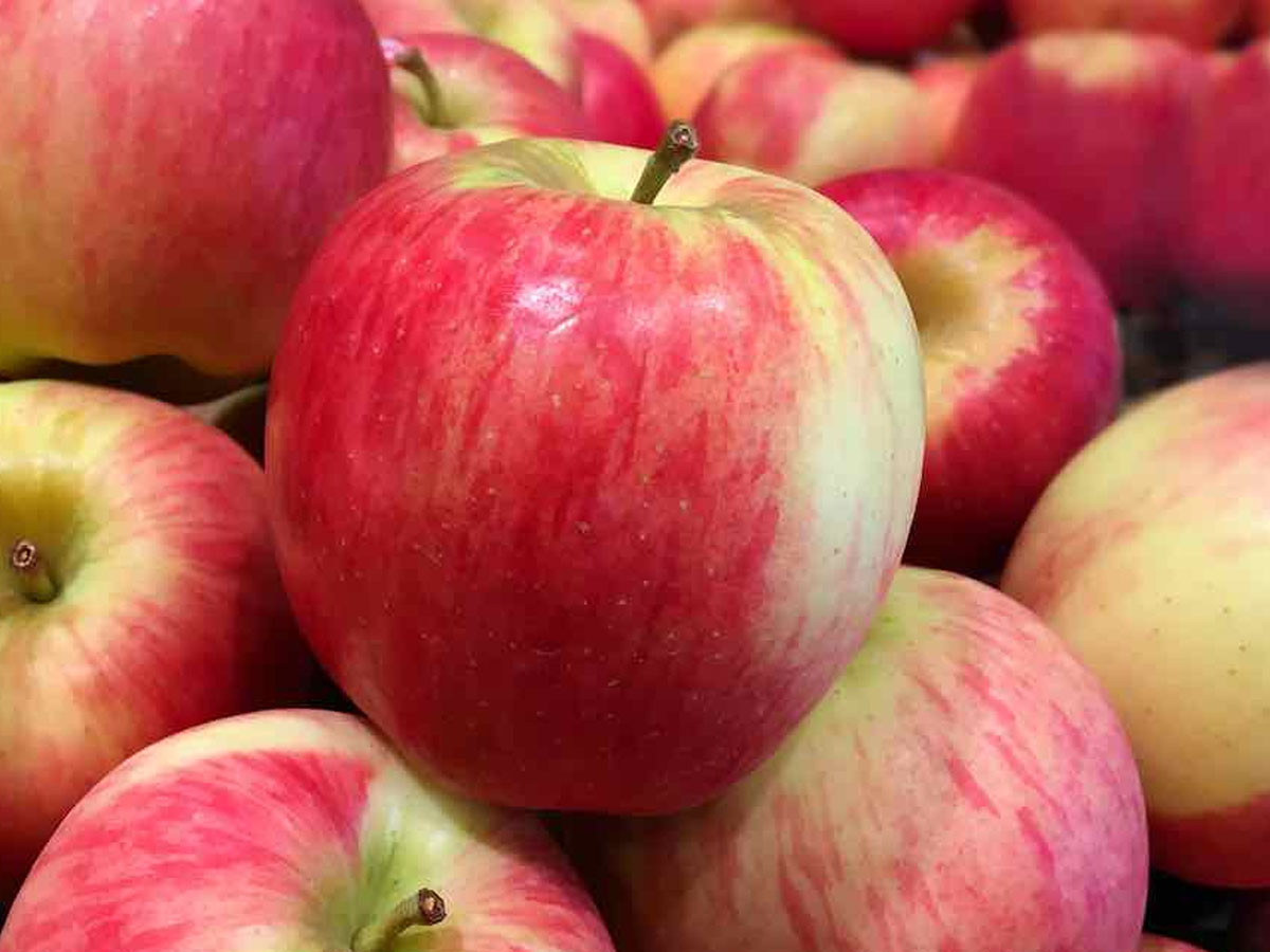 a bunch of ambrosia apples