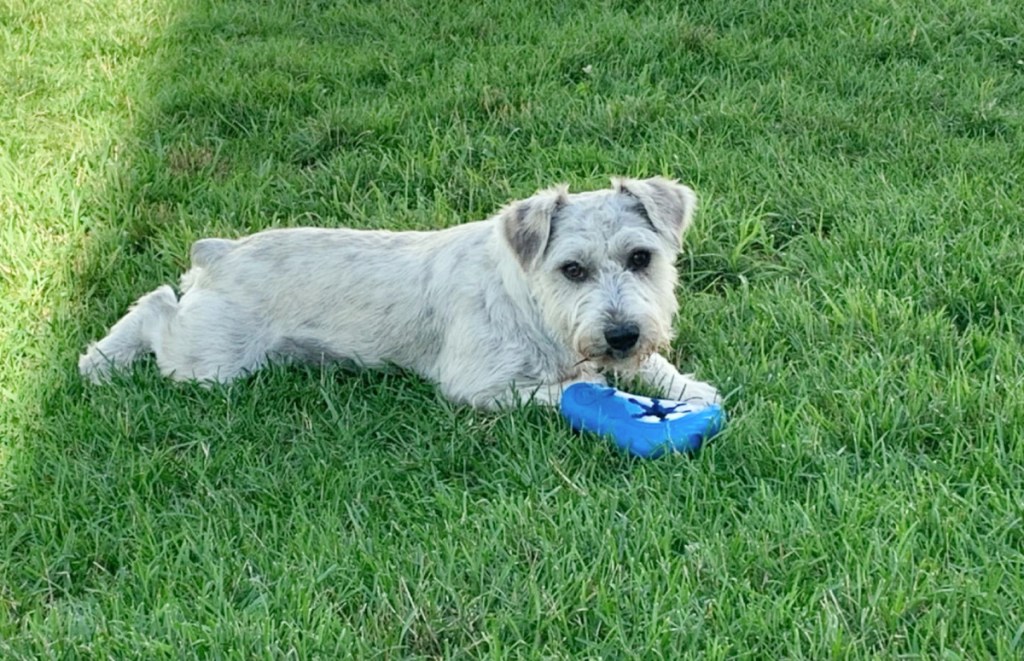 small dog playing with a freezable dog toy