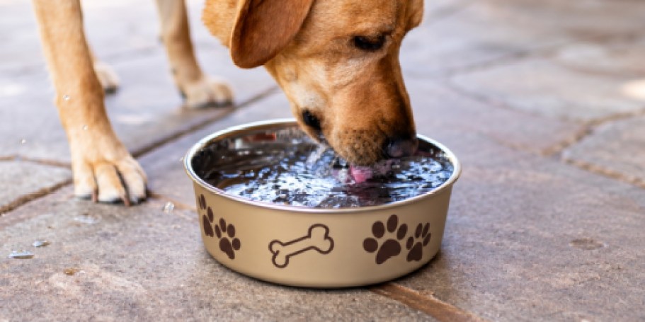 No-Tip Dog Bowl Only $3.54 on Amazon (Regularly $10)