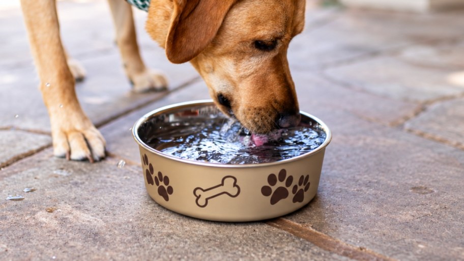 small pet bowl