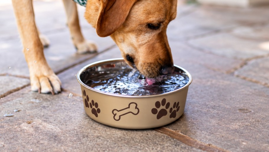No-Tip Dog Bowl Only $3.54 on Amazon (Regularly $10)