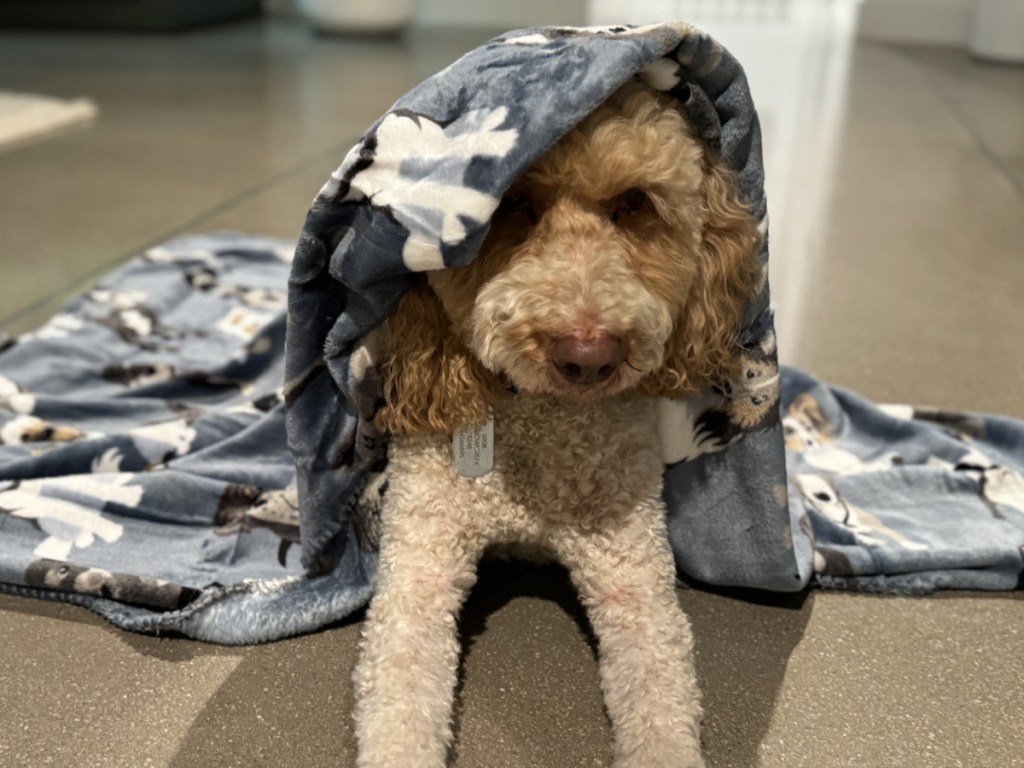 dog with dripping throw blanket from walmart