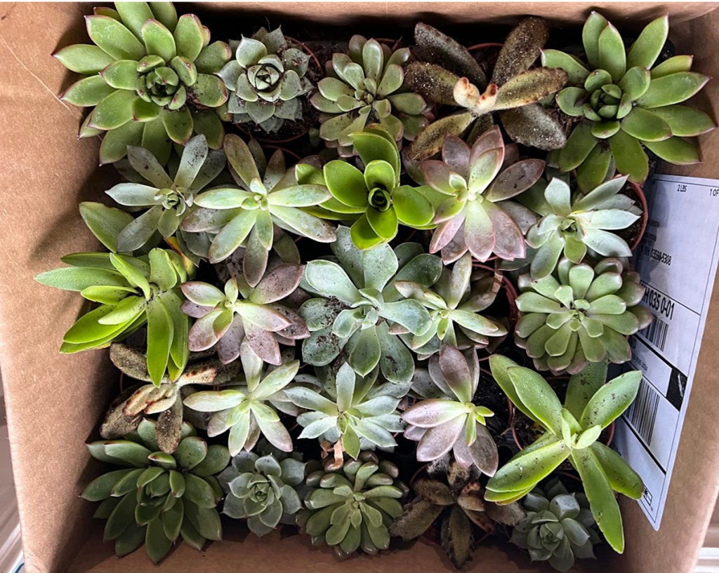 live succulents displayed in a box