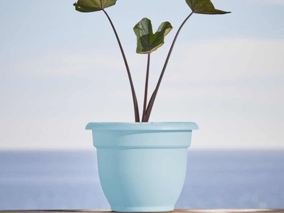 self watering planter in blue with plant inside