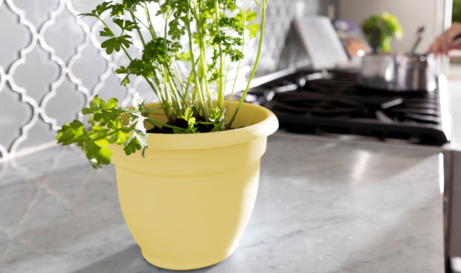 yellow planter with plant inside sitting on the kitchen counter