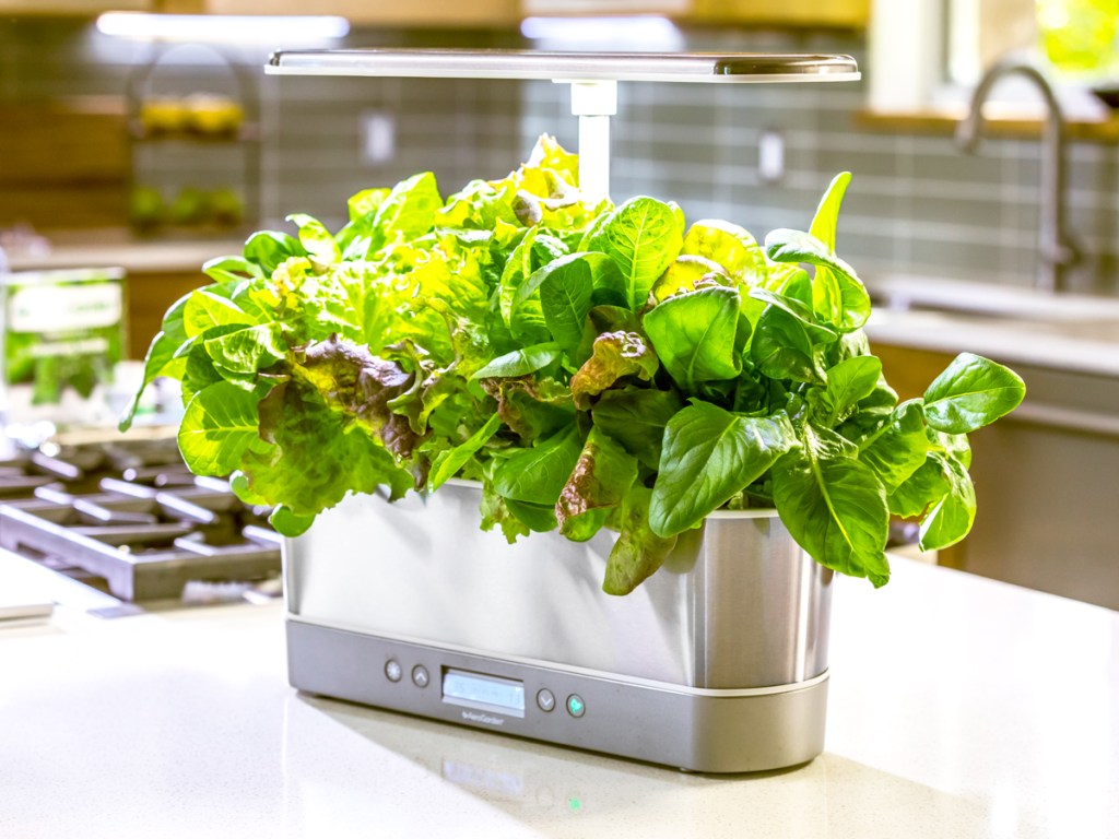 stainless steel aerogarden with lettuce growing in it on kitchen counter